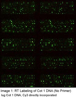 RT Labeling of Cot 1 DNA ( No Primer)
