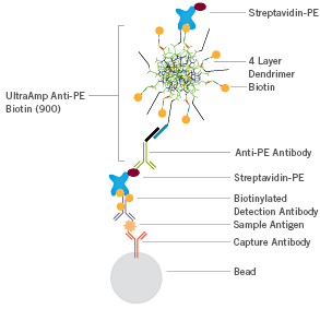 Example 2: Bead Based Assay